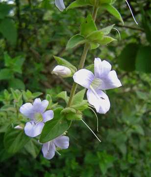 Imagem de Barleria ventricosa Hochst. ex Nees