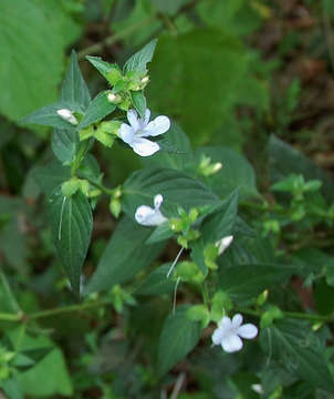 Imagem de Barleria ventricosa Hochst. ex Nees