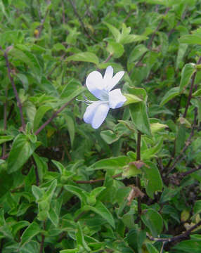 Imagem de Barleria ventricosa Hochst. ex Nees