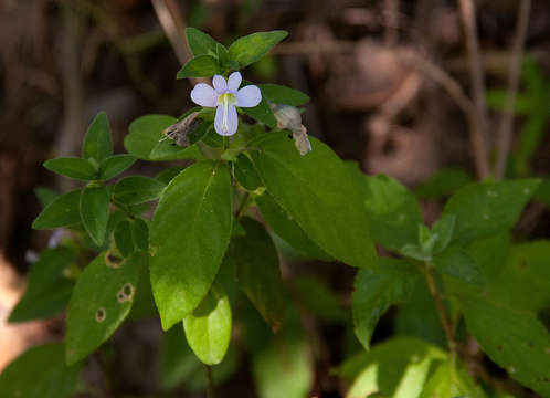 Image of Barleria ventricosa Hochst. ex Nees