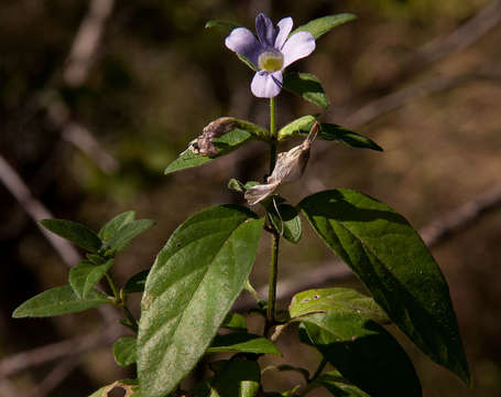 Image of Barleria ventricosa Hochst. ex Nees