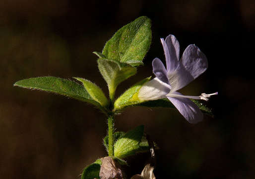 Imagem de Barleria ventricosa Hochst. ex Nees