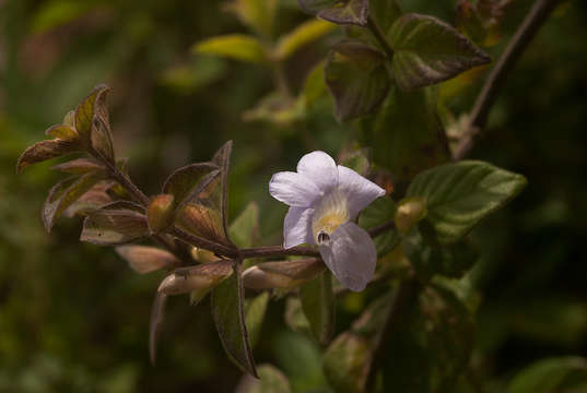 Image of Barleria ventricosa Hochst. ex Nees