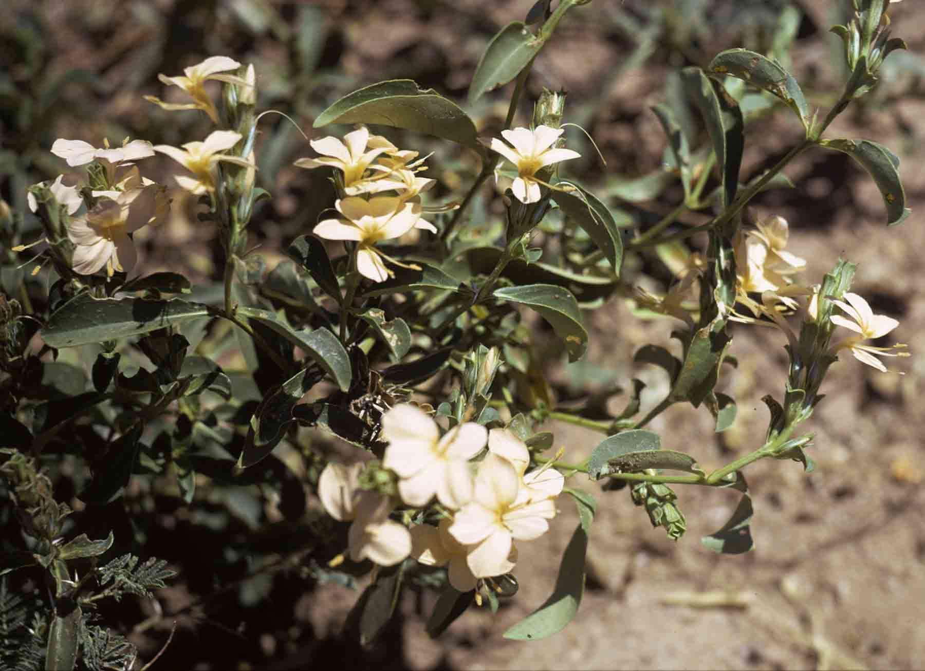 Image of Barleria senensis Klotzsch