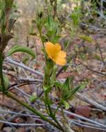 Imagem de Barleria senensis Klotzsch