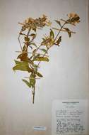 Image of Barleria senensis Klotzsch