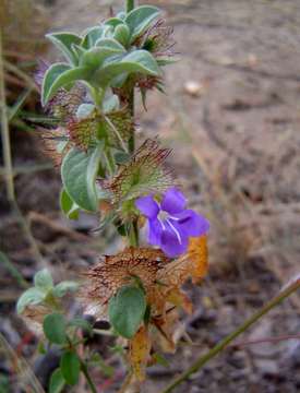 Plancia ëd Barleria spinulosa subsp. spinulosa