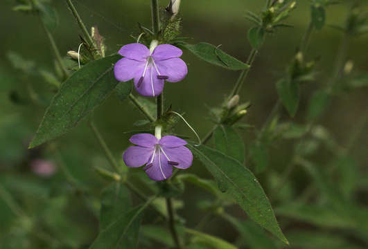 صورة Barleria spinulosa subsp. spinulosa