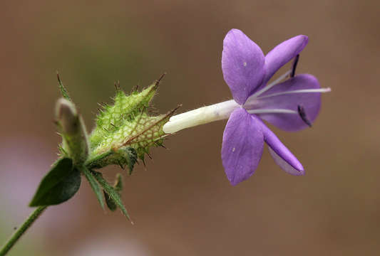 Plancia ëd Barleria spinulosa subsp. spinulosa