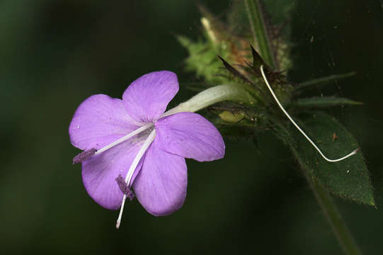 صورة Barleria spinulosa subsp. spinulosa