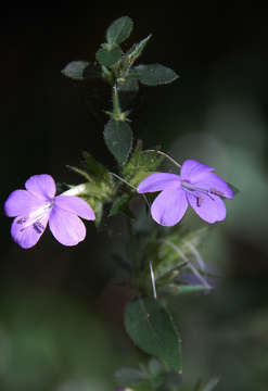 Plancia ëd Barleria spinulosa subsp. spinulosa