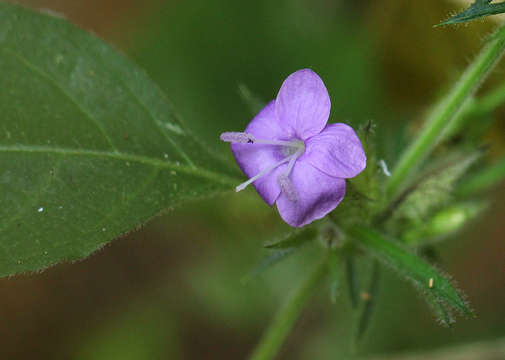 Plancia ëd Barleria spinulosa subsp. spinulosa