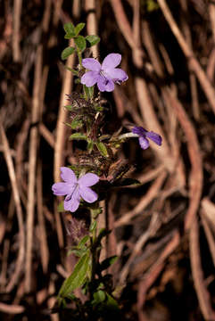 Plancia ëd Barleria spinulosa subsp. spinulosa