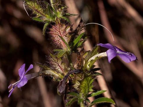 Plancia ëd Barleria spinulosa subsp. spinulosa