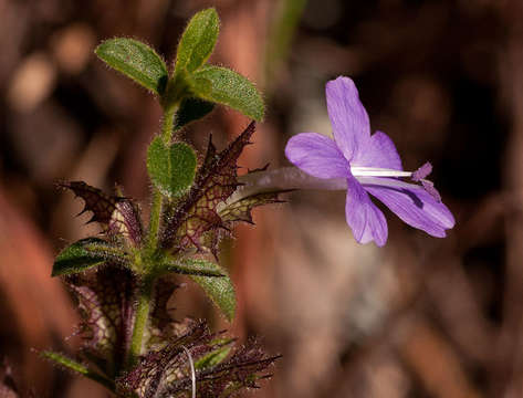 صورة Barleria spinulosa subsp. spinulosa