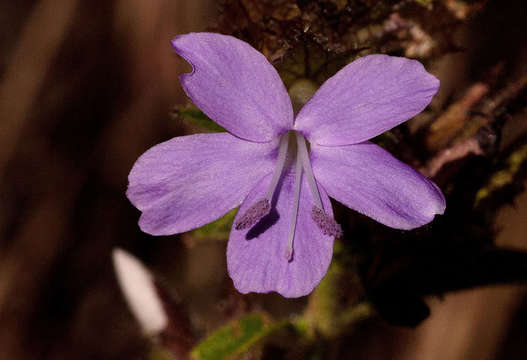 Plancia ëd Barleria spinulosa subsp. spinulosa