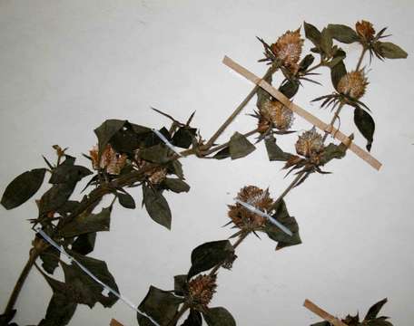 Plancia ëd Barleria spinulosa subsp. spinulosa