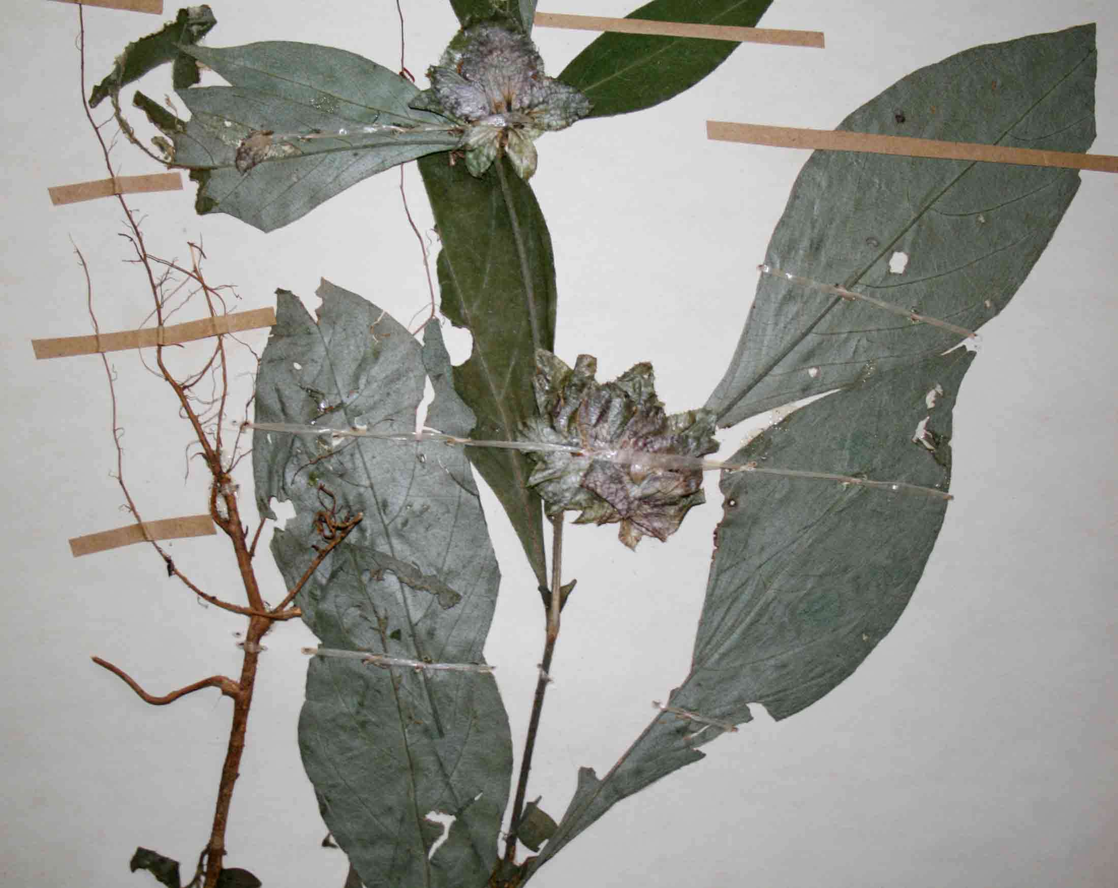 Image of Barleria holstii Lindau