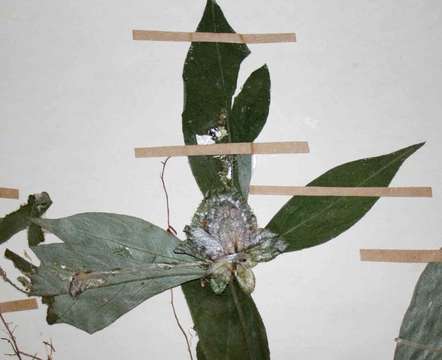 Image of Barleria holstii Lindau