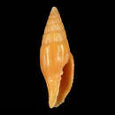 Image of Vexillum luigiraybaudii Poppe, Guillot de Suduiraut & Tagaro 2006