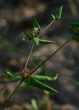 Image of Blepharis maderaspatensis (L.) Heyne ex Roth