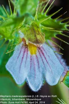 Blepharis maderaspatensis (L.) Heyne ex Roth resmi