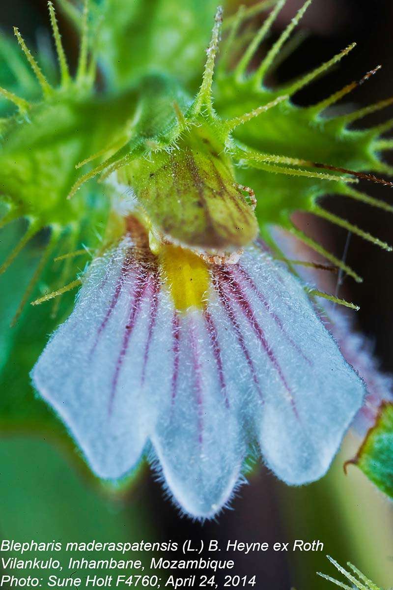 Image of Blepharis maderaspatensis (L.) Heyne ex Roth