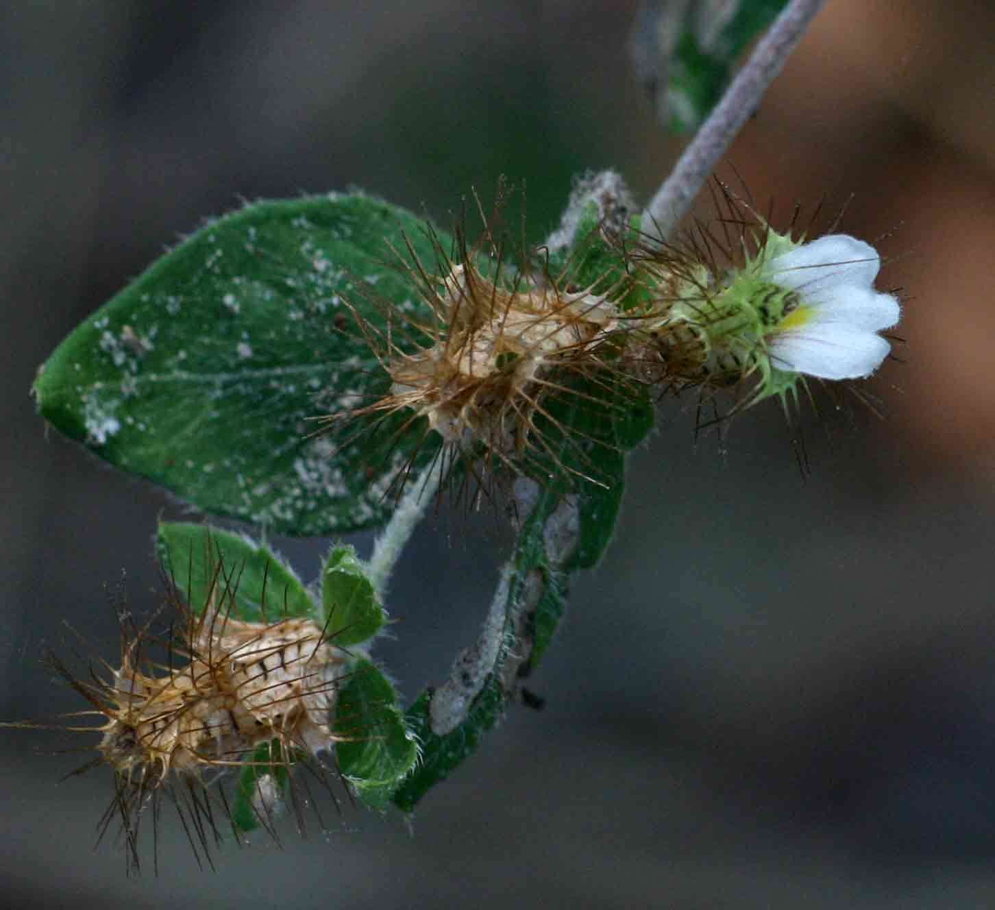 Blepharis maderaspatensis (L.) Heyne ex Roth resmi