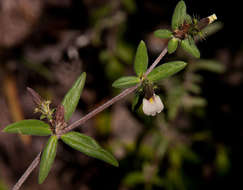 Blepharis maderaspatensis (L.) Heyne ex Roth resmi