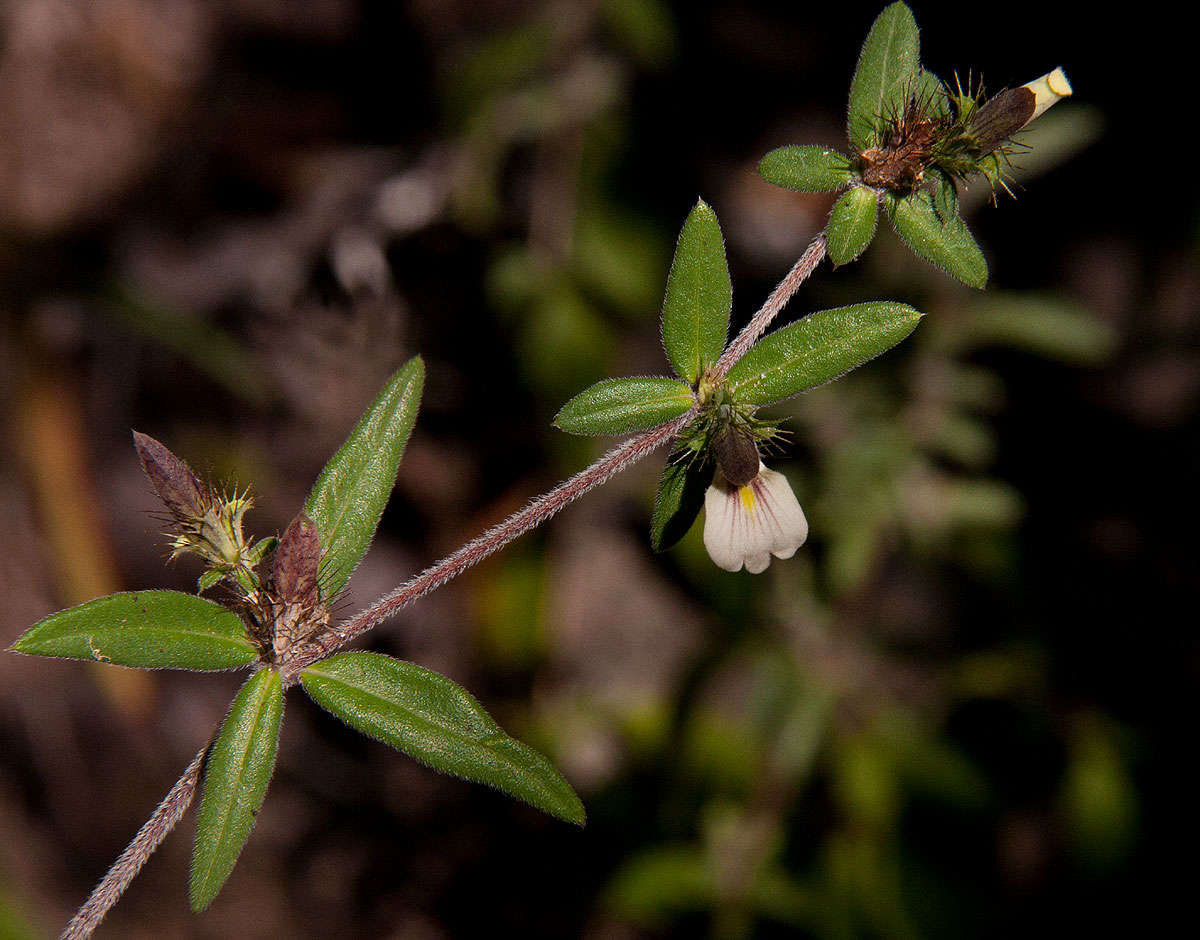 Image of Blepharis maderaspatensis (L.) Heyne ex Roth