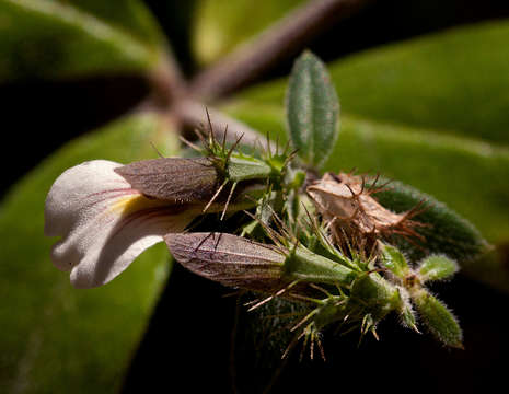 Blepharis maderaspatensis (L.) Heyne ex Roth resmi