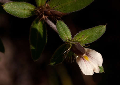 Blepharis maderaspatensis (L.) Heyne ex Roth resmi