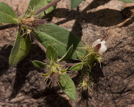 Blepharis maderaspatensis (L.) Heyne ex Roth resmi