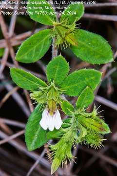 Blepharis maderaspatensis (L.) Heyne ex Roth resmi