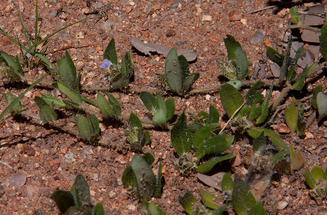 Blepharis transvaalensis Schinz resmi