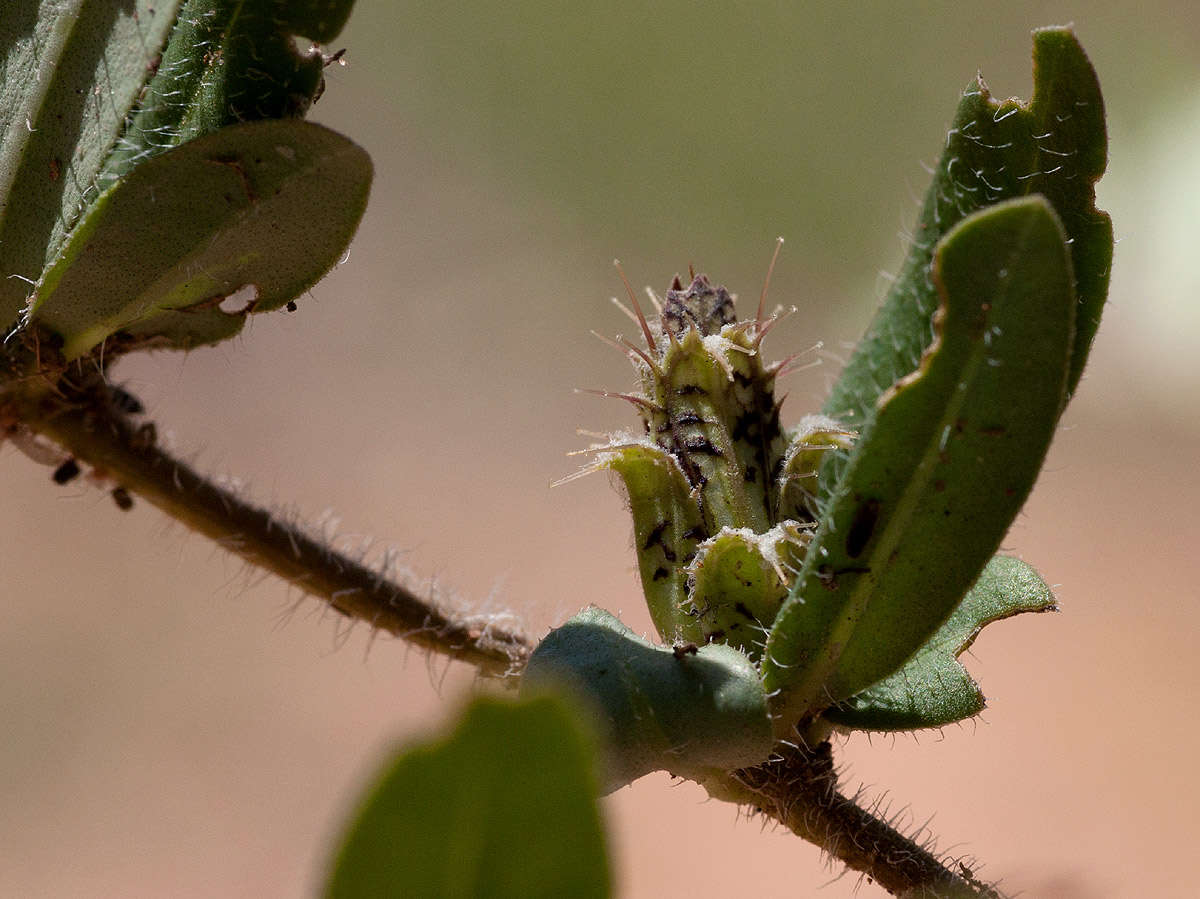 Blepharis transvaalensis Schinz resmi