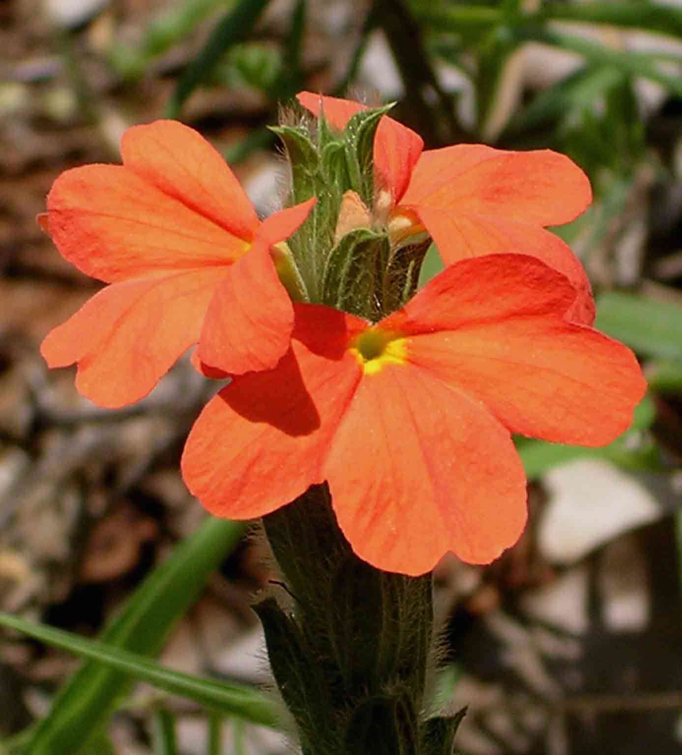 Image of crossandra