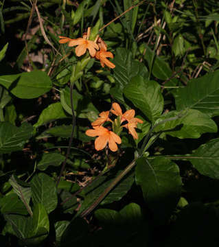 Image of Crossandra puberula Klotzsch