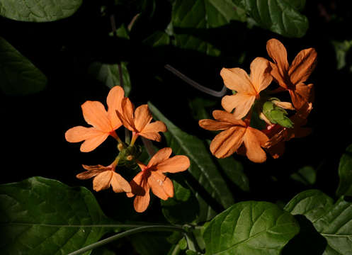 Image of Crossandra puberula Klotzsch