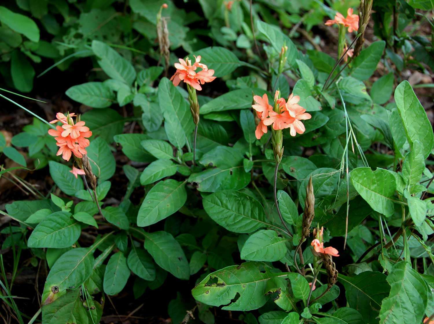 Image of Crossandra puberula Klotzsch