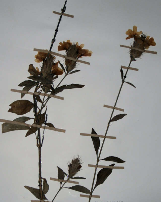 Image of Crossandra spinescens Dunkley