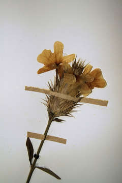 Image of Crossandra spinescens Dunkley