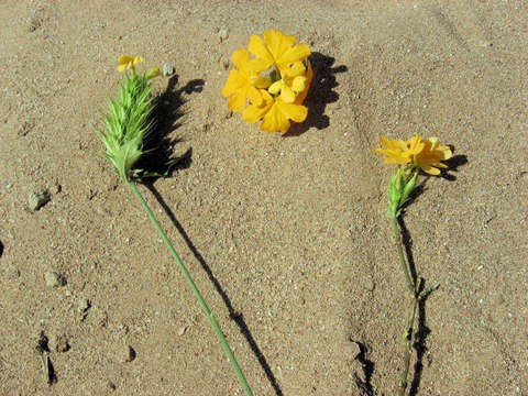 Image of Crossandra spinescens Dunkley