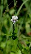 Image of Chinese violet