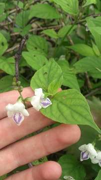 Image of Chinese violet