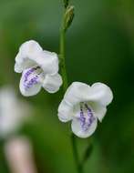 Image of Chinese violet