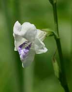 Image of Chinese violet