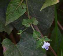 Image of Chinese violet