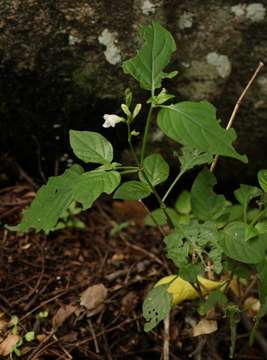 Image of Chinese violet