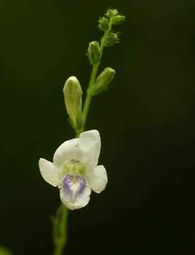 Image of Chinese violet